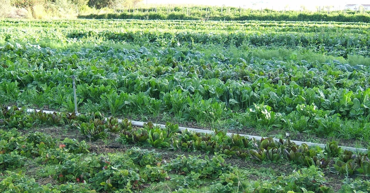 EU to Review 'Organic' Rules: Why You Should Check Labels First for ...