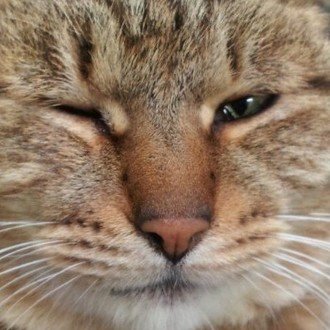 はるかぜポポポ