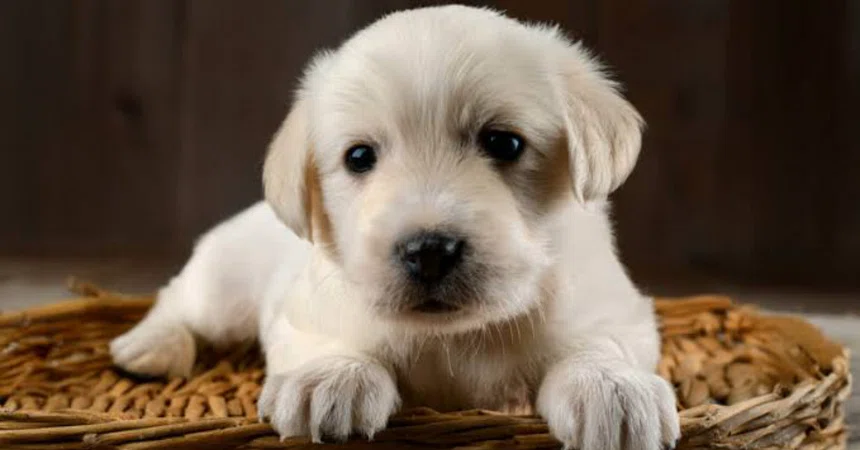 First Type Conditional How to Find Pet-Friendly and Musical Instrument-Friendly Rental ...