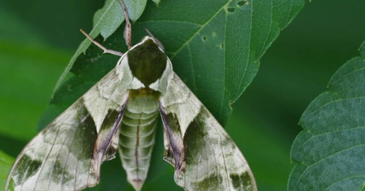 Moth in Camouflage Fails Its Stealth Mission｜今日もだいたい平和