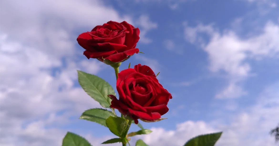 Toranomon Legal OL, Autumn Night Roses and Warmth. My Bare Skin ...