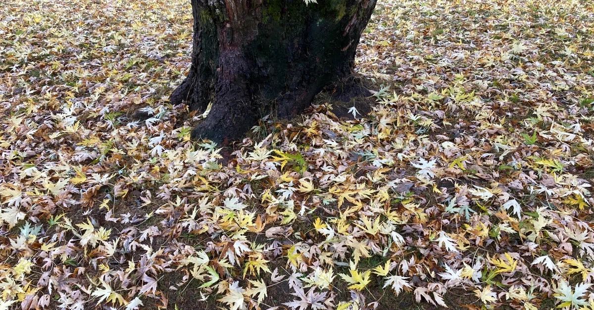 Autumn, Dizziness, and Little Blunders｜tomoko BT