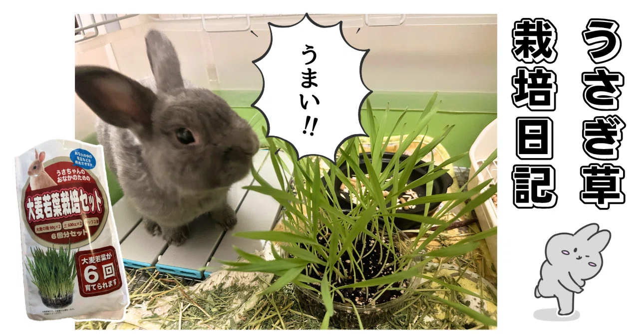 Rabbit Grass Cultivation Diary: Main Story｜ゆとり