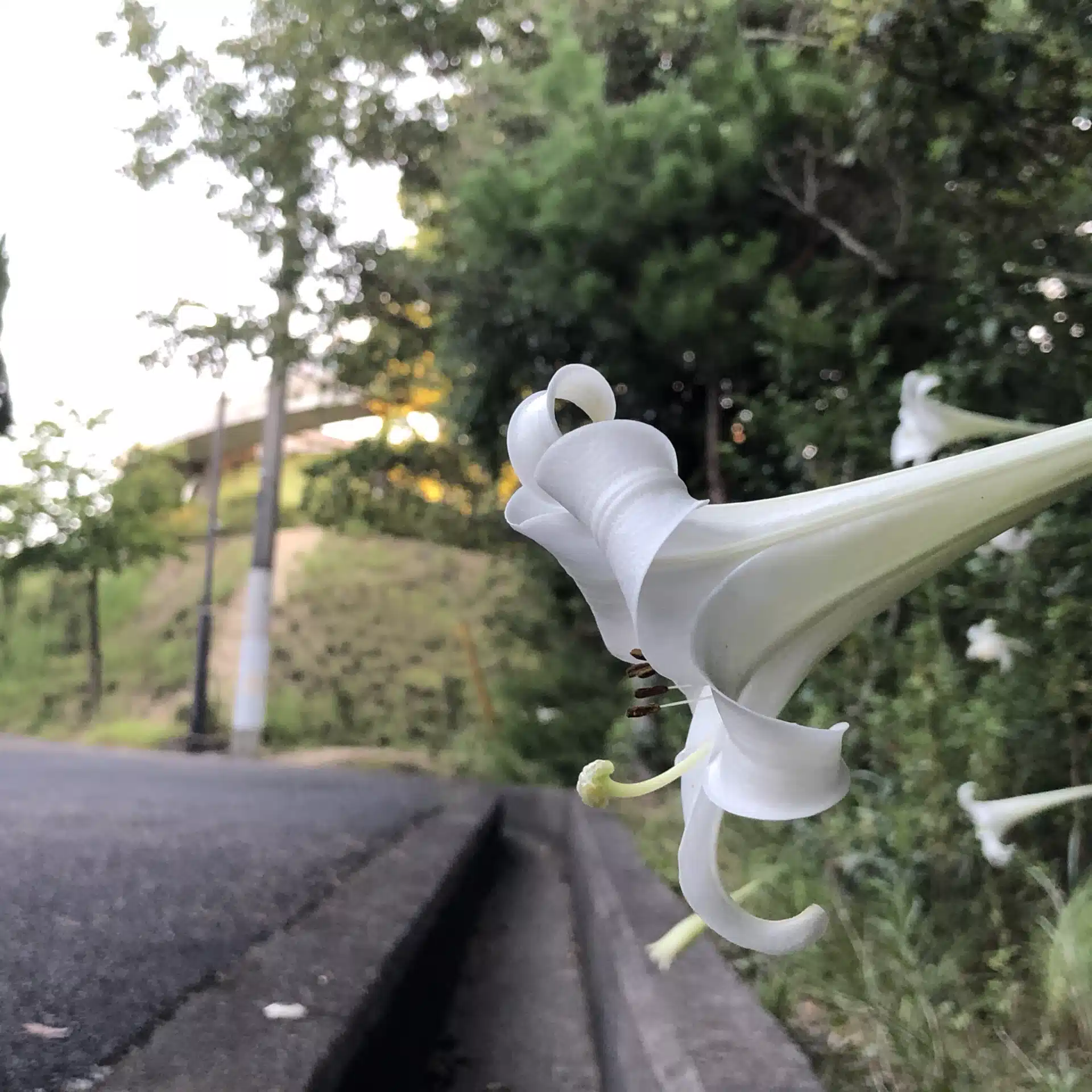 jazzywada