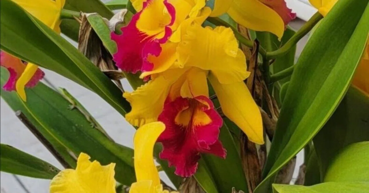 Aloha Newsletter #42: The 19th Year of the Cattleya by Toshie Fujishiro ...