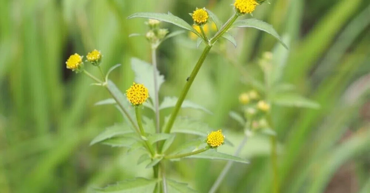 Learning about Late Autumn Wildflowers through Manzai (3): Bidens ...