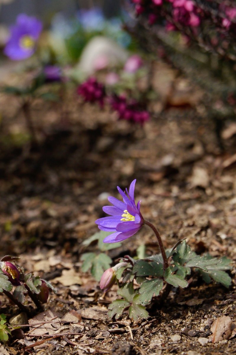 その15 麗しの花咲く季節 イデ クララ ユカ Note