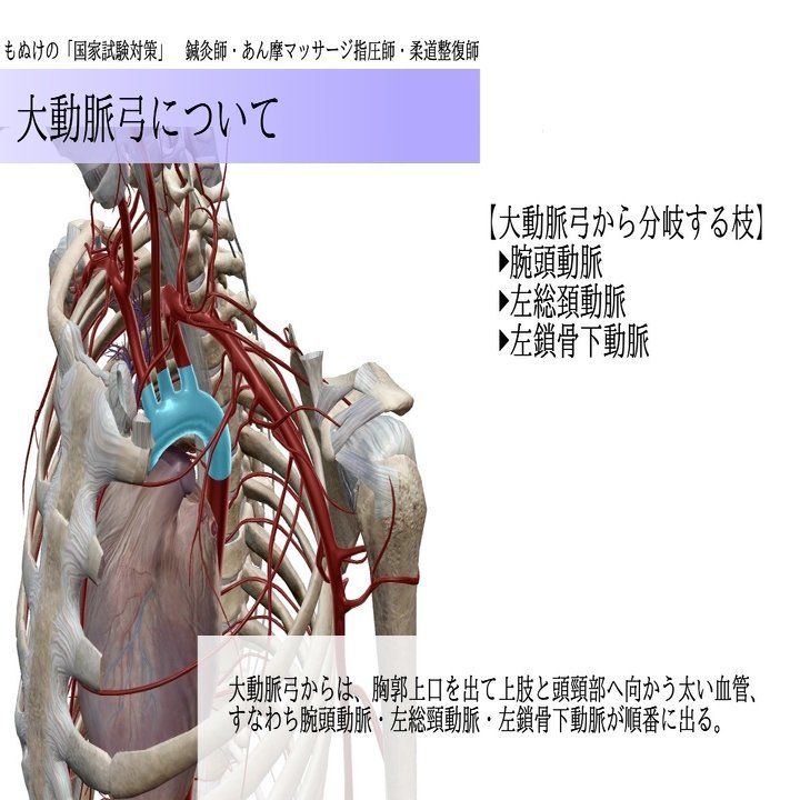 解剖学 図解イラストとゴロ合わせで簡単 動脈の枝のまとめ 覚え方 森元塾 国家試験対策 Note