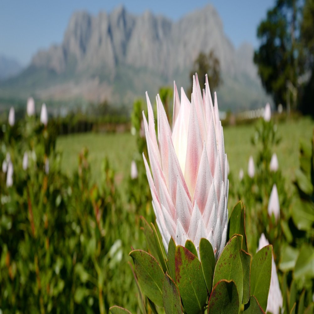 キングプロテアが教えてくれるアフリカの美しい歴史 その１ 旅するビジネスマン 小林邦宏 Note