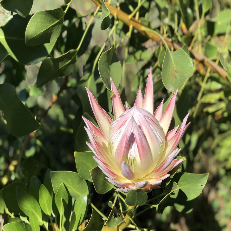 キングプロテアが教えてくれるアフリカの美しい歴史 その１ 旅するビジネスマン 小林邦宏 Note