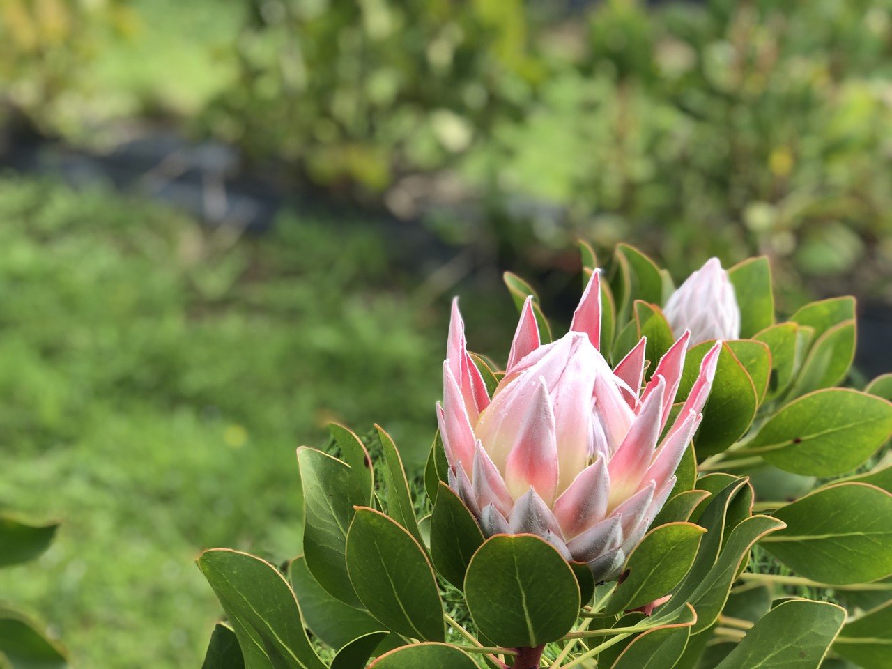 キングプロテアが教えてくれるアフリカの美しい歴史 その1 旅するビジネスマン 小林邦宏 Note キングプロテアが教えてくれるアフリカの美しい歴史 その1 旅するビジネスマン 小林邦宏 Note