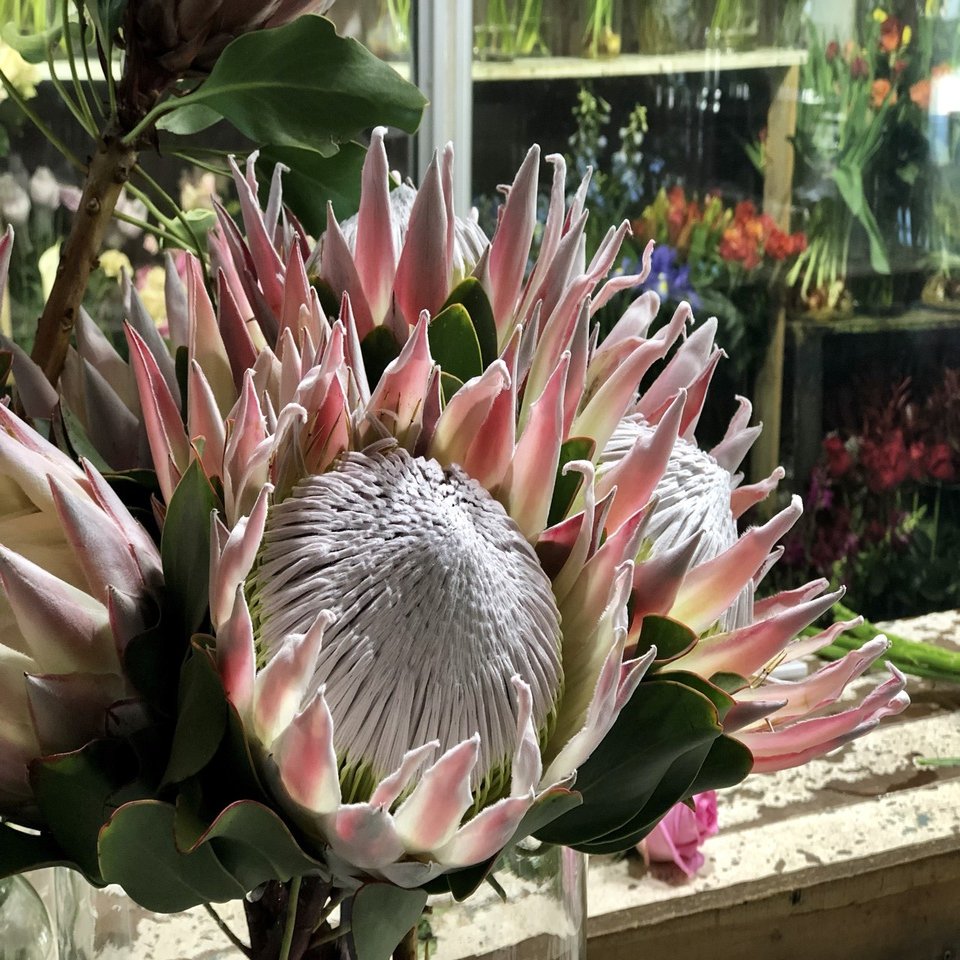 キングプロテアが教えてくれるアフリカの美しい歴史 その１ 旅するビジネスマン 小林邦宏 Note