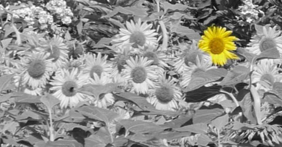 ヒマワリの花と映画 ひまわり ギターと散歩 Note