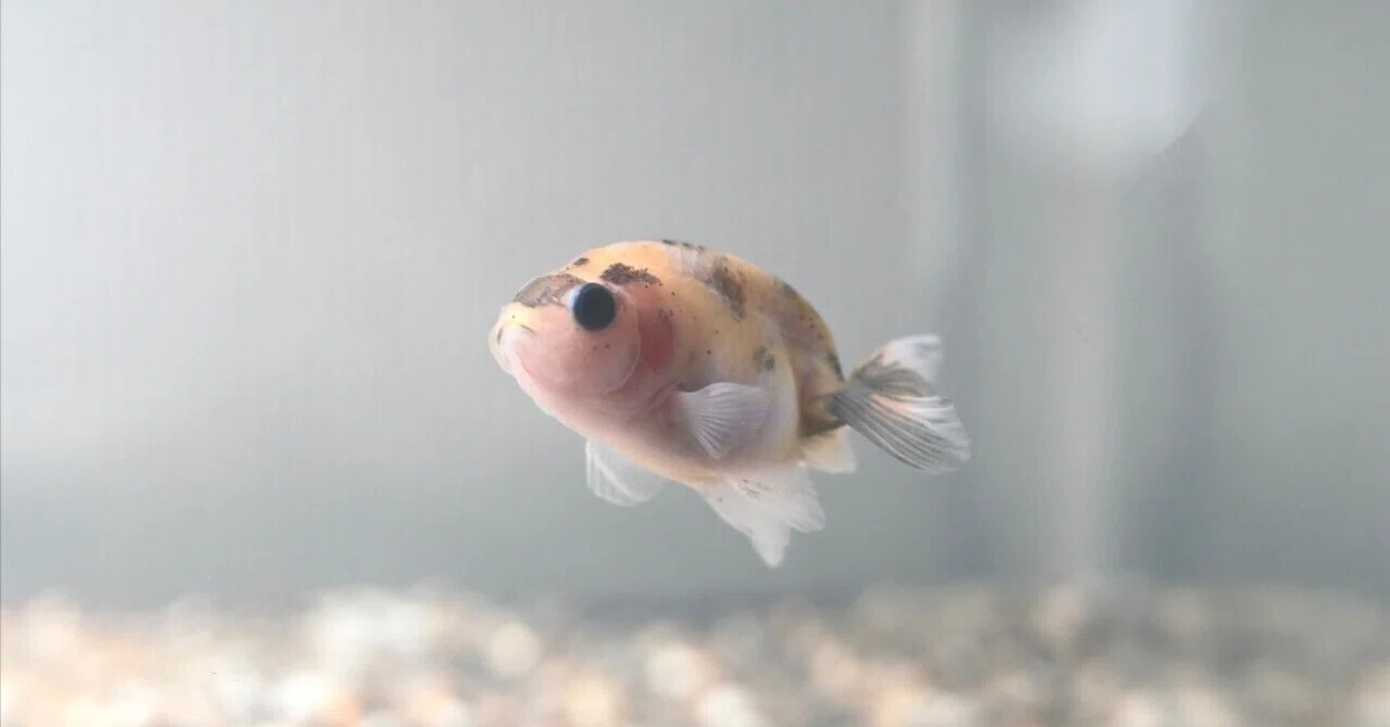 How to Welcome Goldfish ver. 1｜サチ