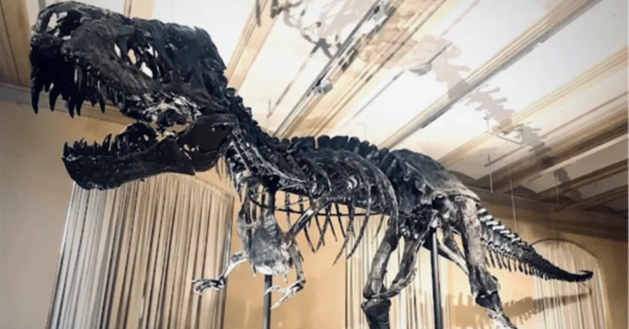 [Column] The story of learning that dinosaur bones were for 'hugging'｜しかおらん