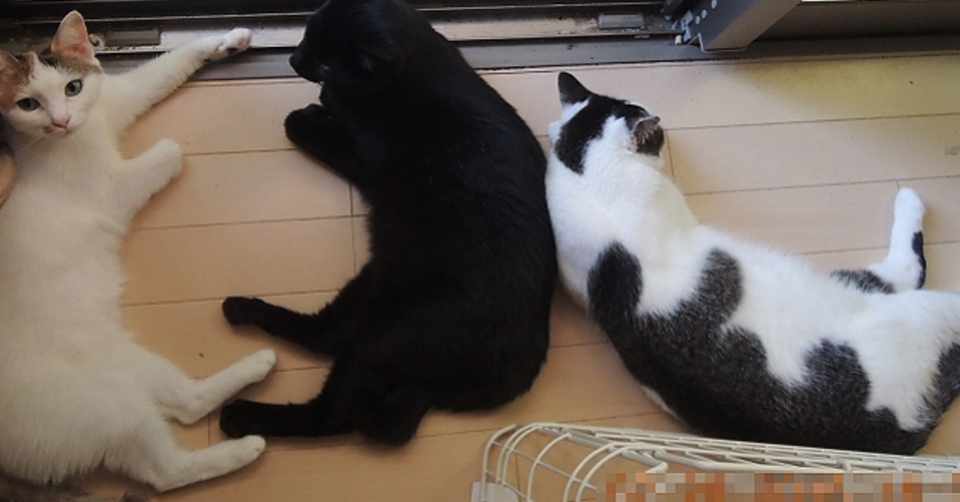 飼い猫かわらの避妊手術 その四 赤ちゃん返り 音楽帳工房 Note