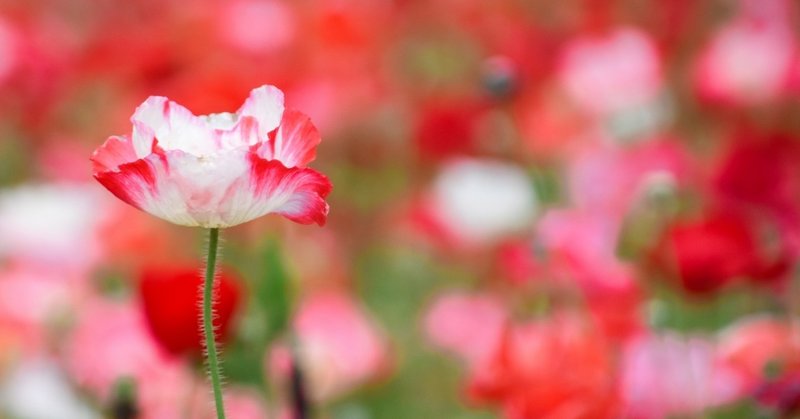 花言葉 多くのお客様の 希望 になった連休の営業 みなさま本当にお疲れさまでした 汗を流すコンサルタント 白岩大樹 Note