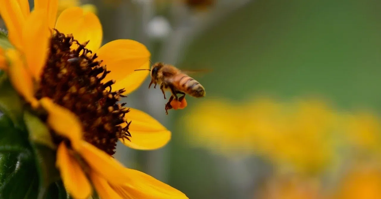 [Natural Science Encyclopedia] Tiny Architects Weaving Flowers and Life ...