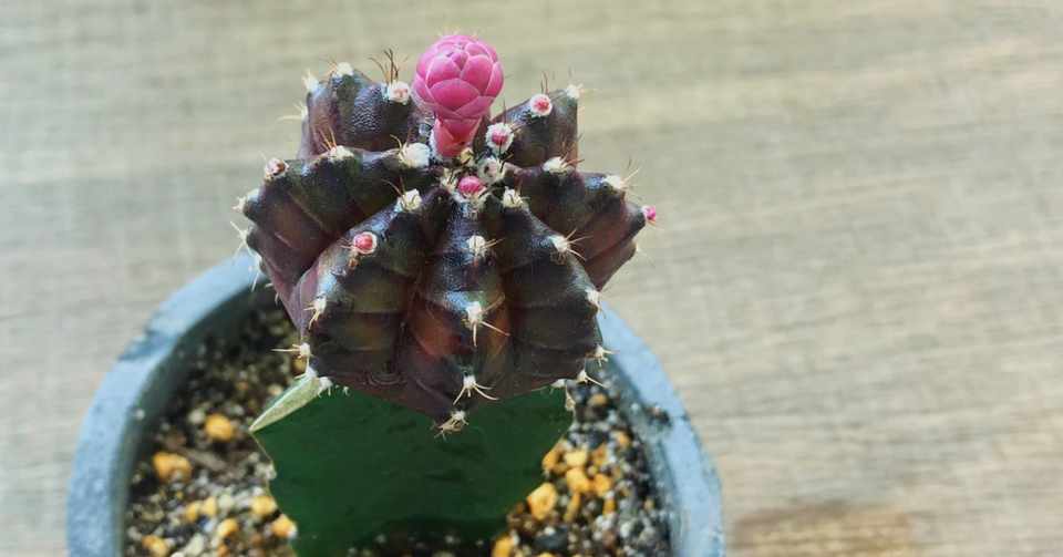 Topics ニュースになった 珍しい花の開花情報 Hanaike はないけ Note