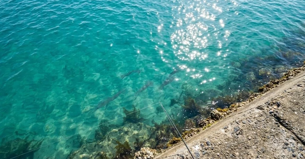 Predicting Tidal Currents and Verifying with Field Fishing on Rocky ...