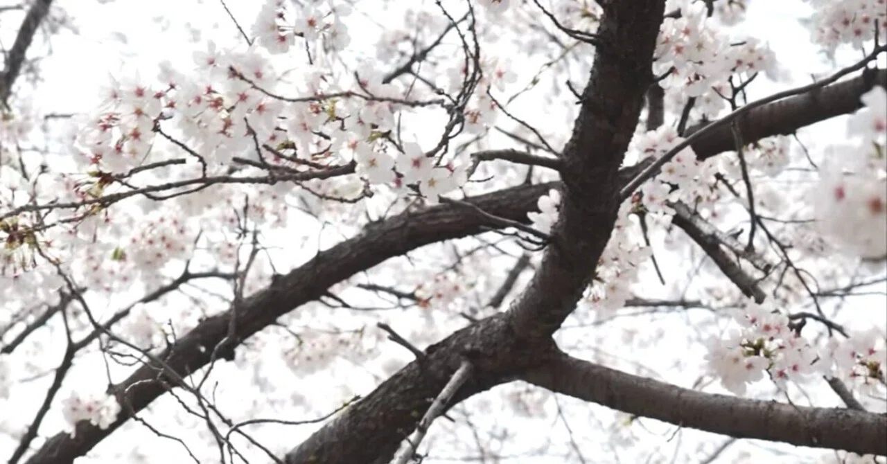 Tasting Spring with Your Body. | Yoga Under the Cherry Blossom Trees ...