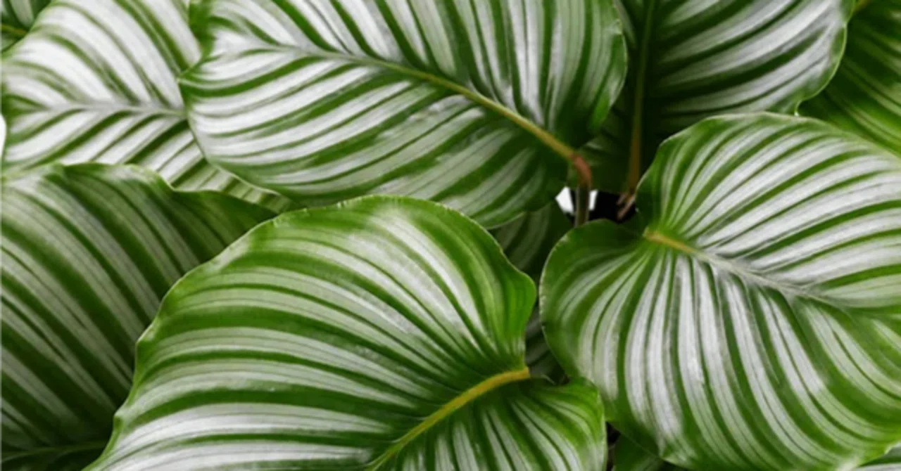 The story of how my Calathea, which wouldn't grow in soil, hydroponics ...
