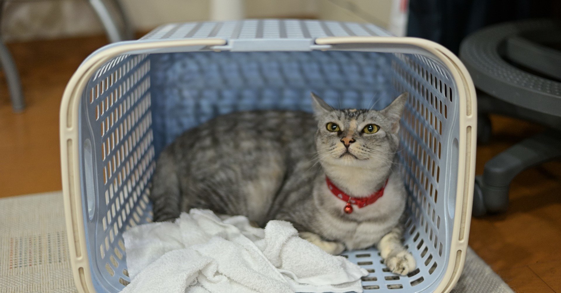 猫の餌」の新着タグ記事一覧|note u2015u2015つくる、つながる、とどける。