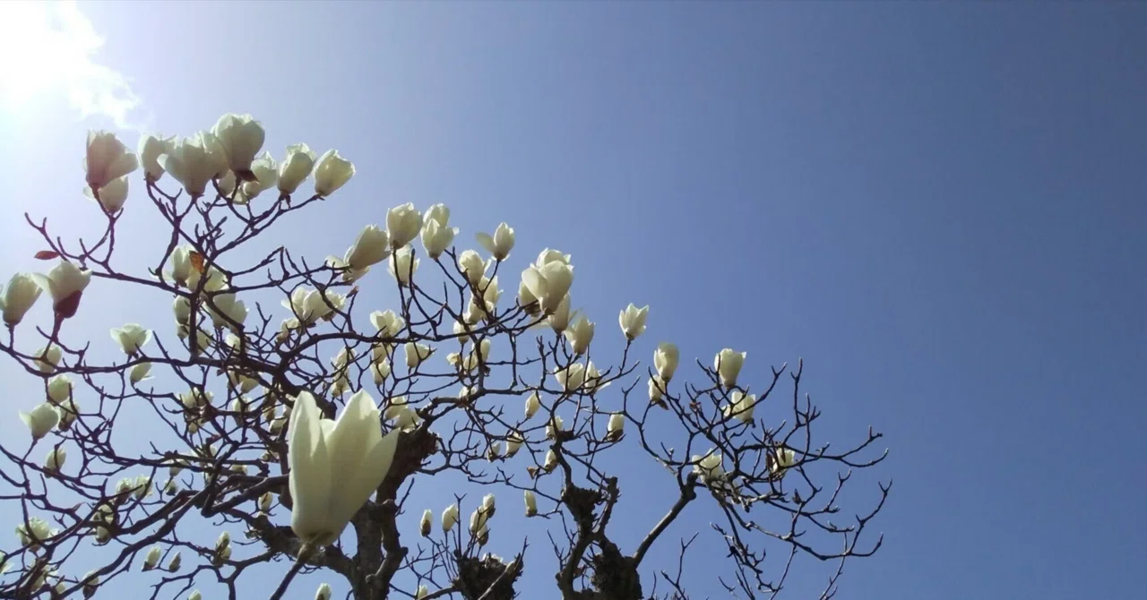 🌲Domestic Aroma Distillation Experience: The Scent of Kobushi Magnolia ...