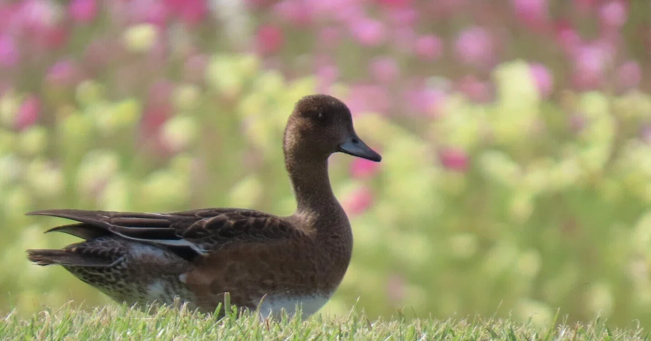 鬼怒グリーンパーク（栃木県）で野鳥観察 2026｜秋桜と冬鳥