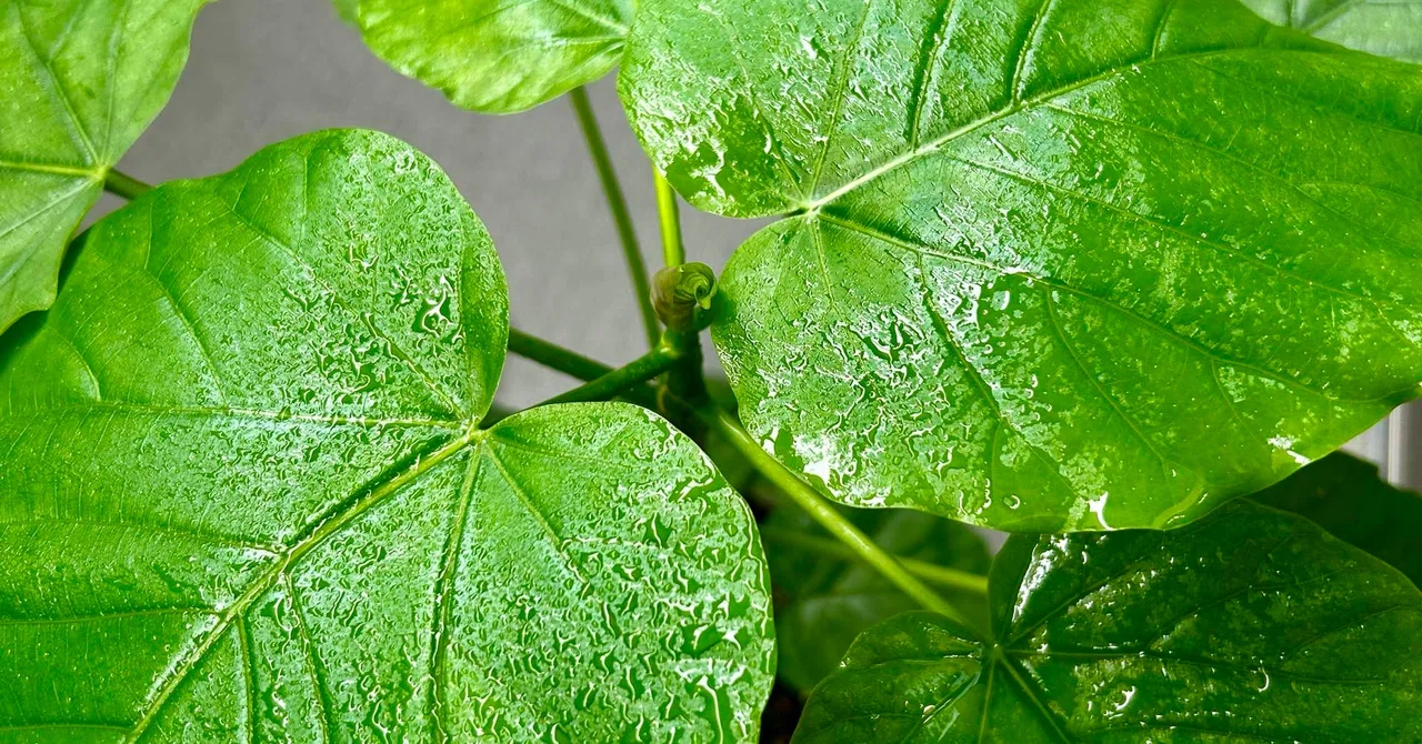 Unknown Lives on Familiar Paths. Episode 9 | Snake Gourd: Does that red ...