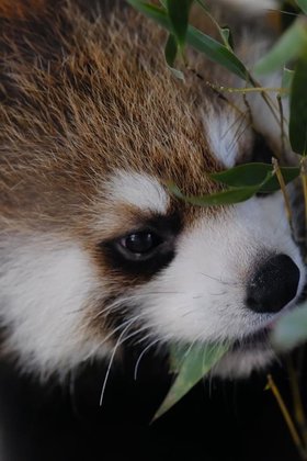 なぜ レッサーパンダを可愛いと思うのか ふもと Note