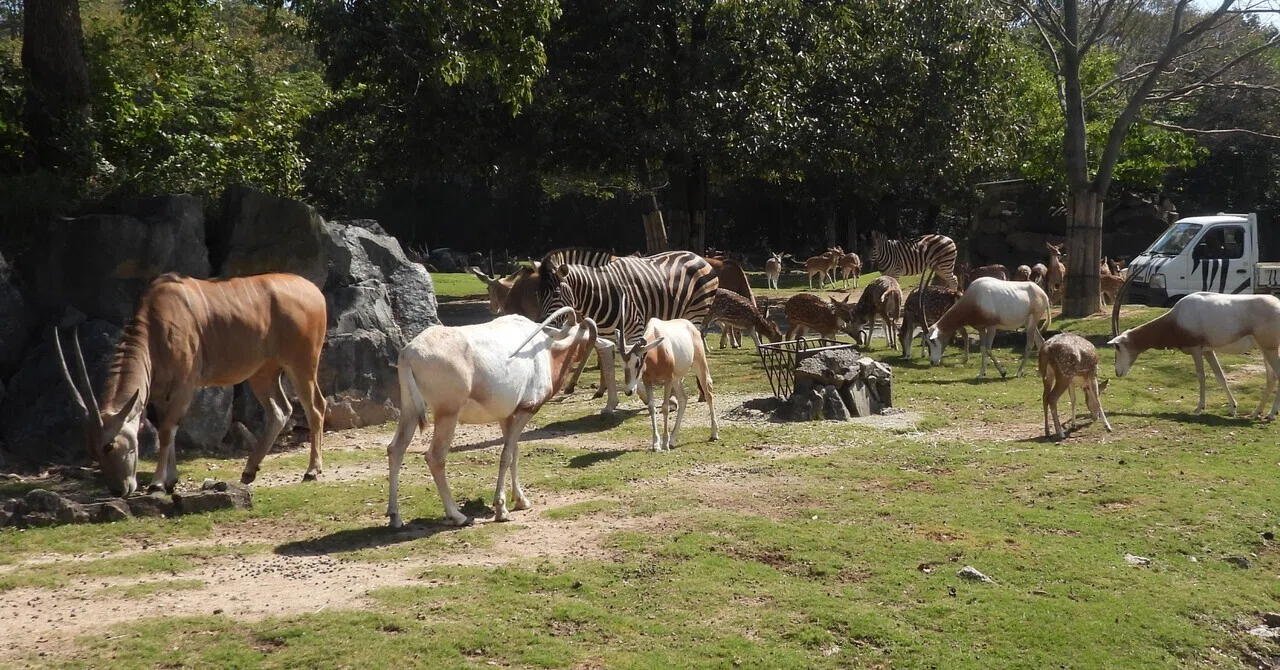 Let's Go! Zoo! Part 14: The Sun and the Grass-Eating Friends｜figakaru