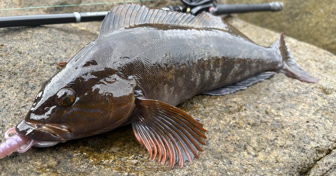 [Fishing Log] Is the Fat Greenling Season Starting!?｜大沢 和輝