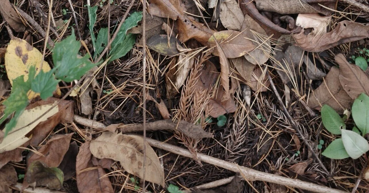 Treasures Under the Fallen Leaves: Natural Leaf Mold｜黄昏あんこ