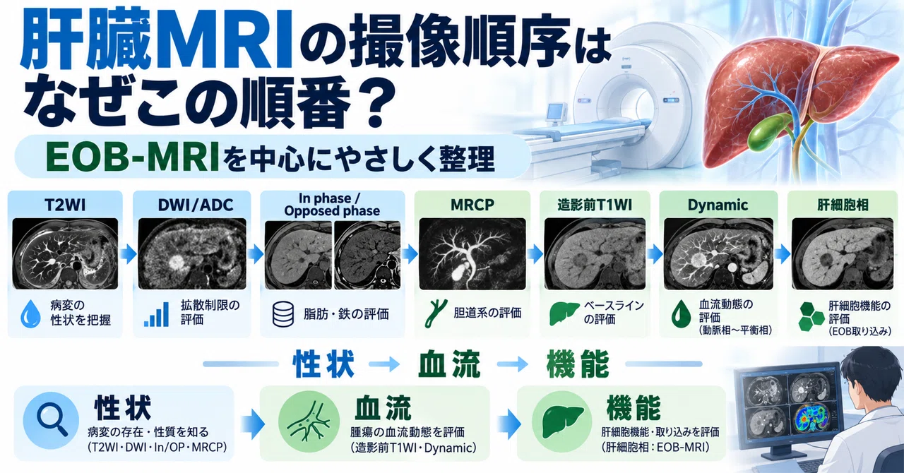 Why is the liver MRI imaging sequence in this order?｜ウマ好きの放射線講義