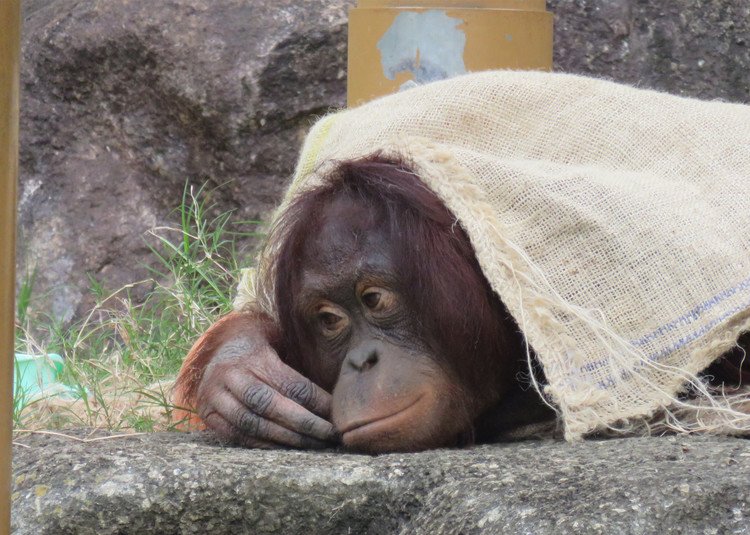 2015/11/17 多摩動物公園（東京都日野市）