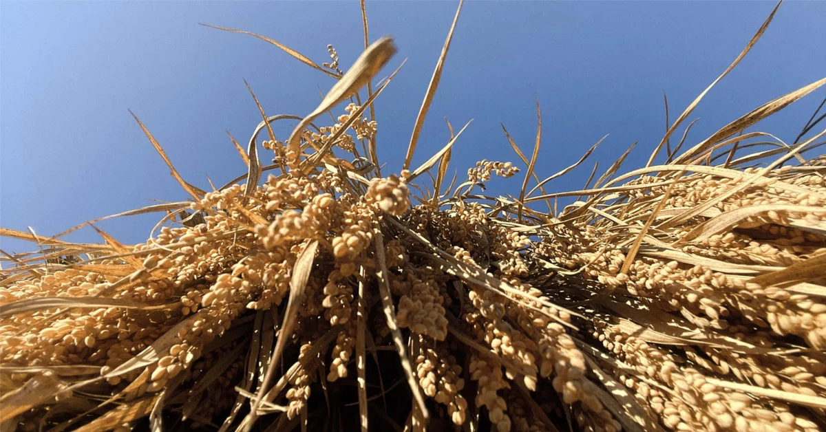Offsetting a clumsy fall with threshing｜柿葉