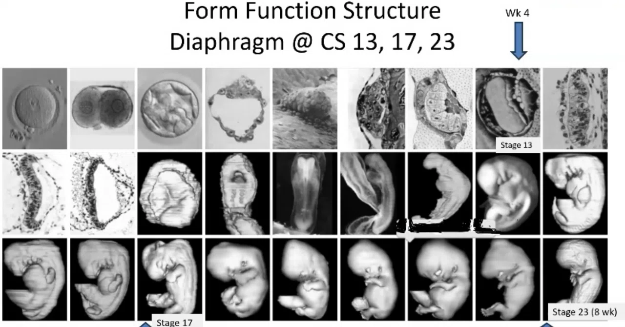 “6 weeks embryonic“ Perception and Exploration of the Kinesphere ...