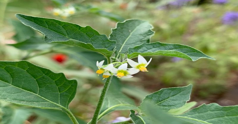 ハックルベリーの花