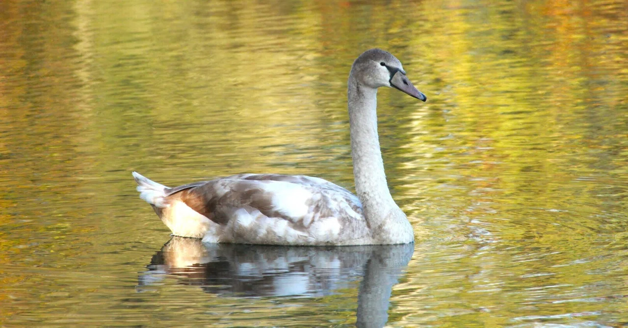 A Lake Dyed in Autumn Colors and an 