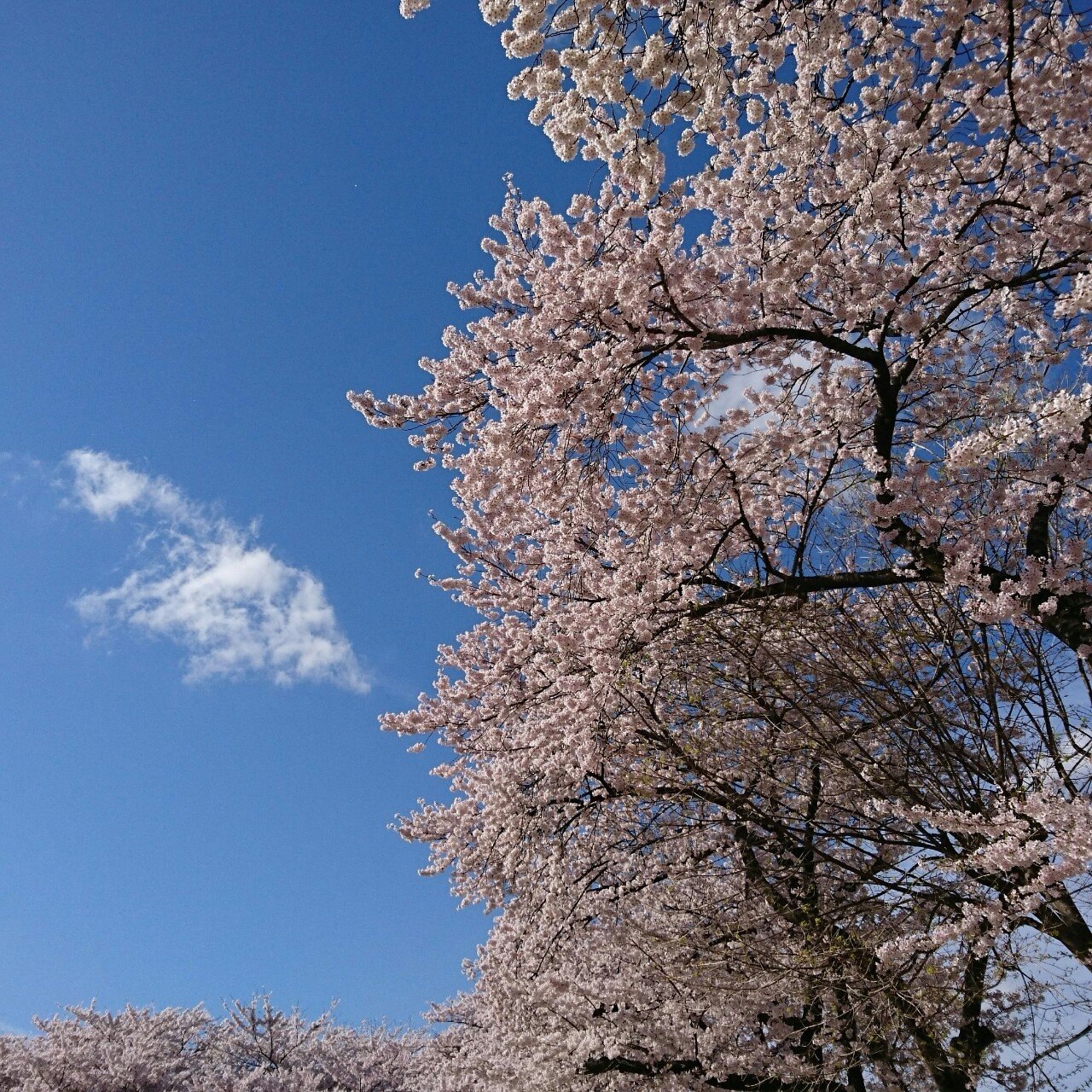 100の質問に答えてみた あずき きなこ 自分年齢で生きる Note