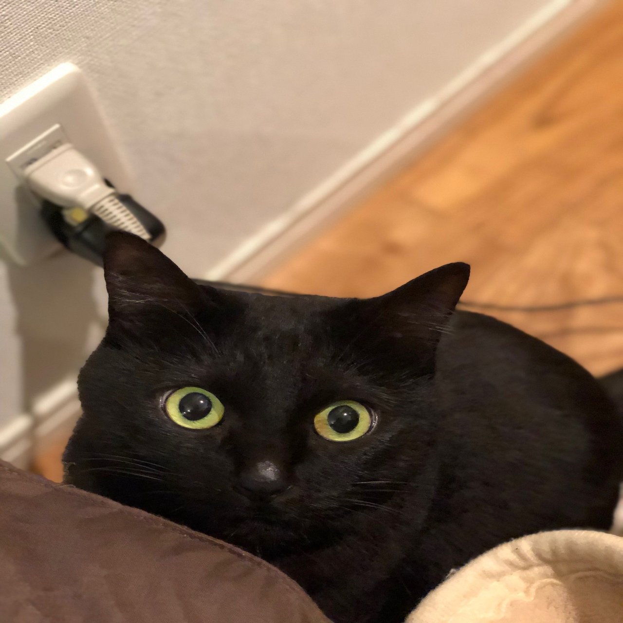 ウチの黒猫はボンベイじゃないかもしれない 8月17日は 黒猫感謝の日 猫わずらいとちょこさん Note