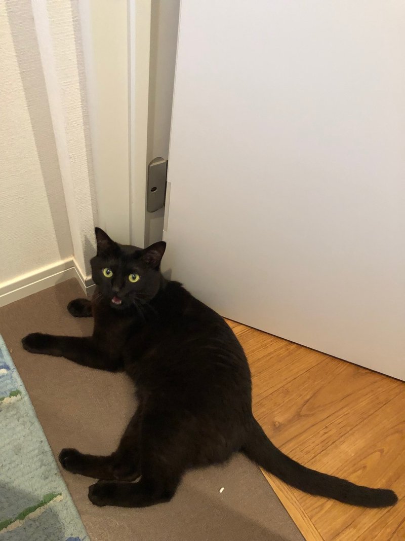 ウチの黒猫はボンベイじゃないかもしれない 8月17日は 黒猫感謝の日 猫わずらいとちょこさん Note