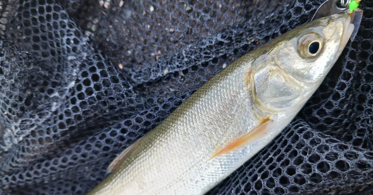 Urban River Lure Fishing: A Morning Ugui Fishing Stroll in a Beautiful ...