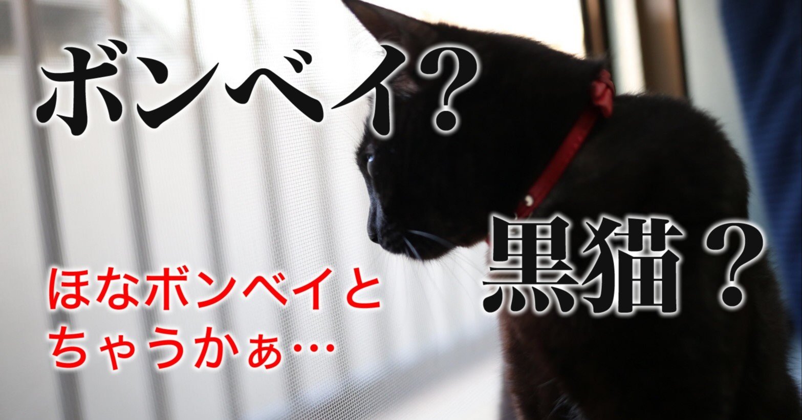 ウチの黒猫はボンベイじゃないかもしれない 8月17日は 黒猫感謝の日 猫わずらいとちょこさん Note