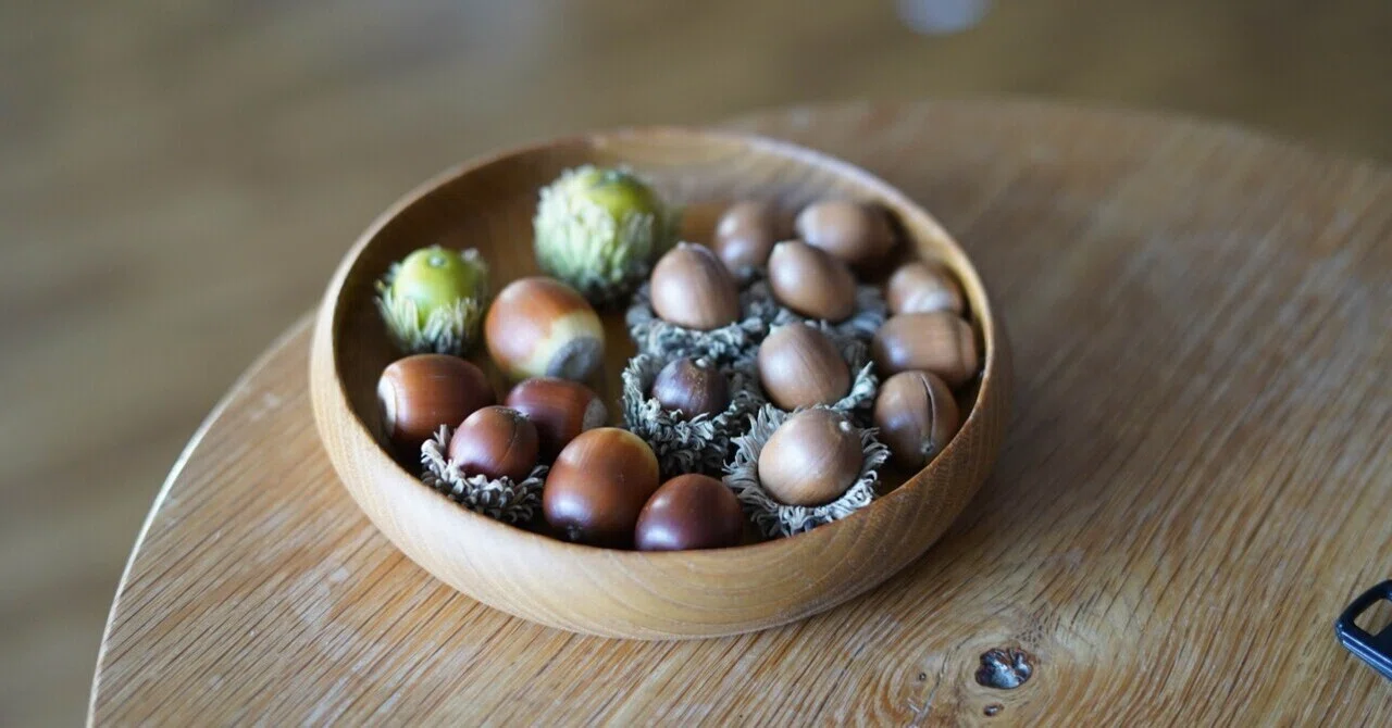 Acorns and Kindness｜鈴川卓也