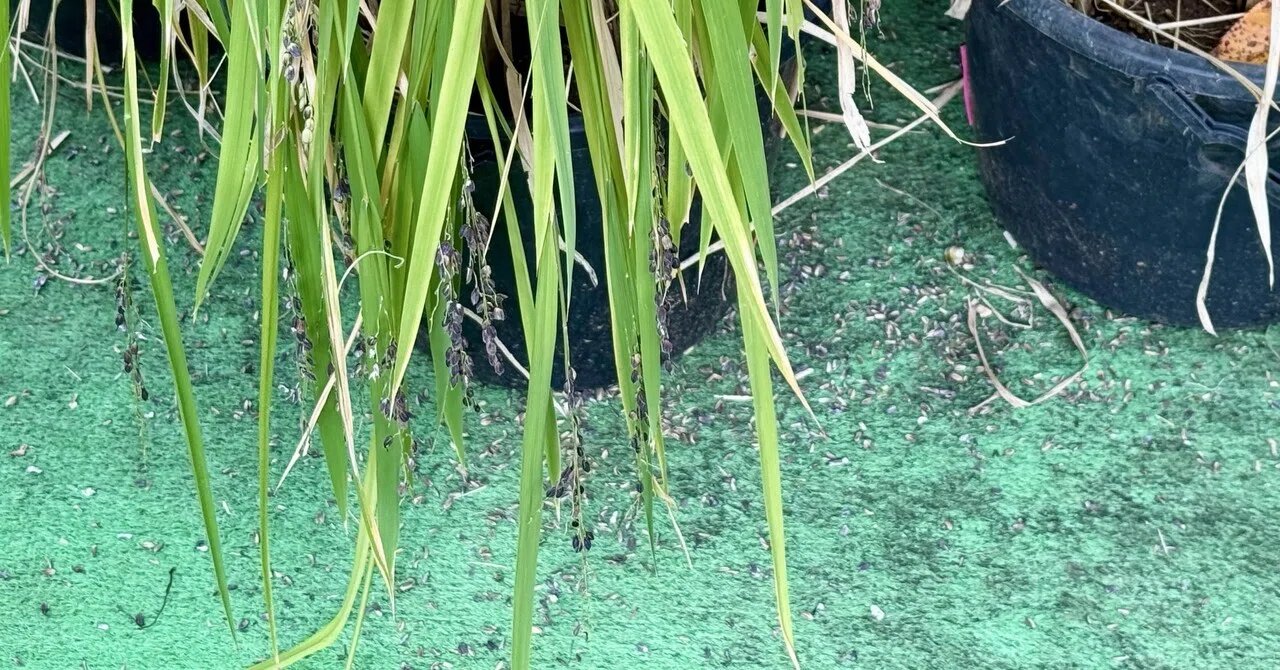 Bucket Rice 2026 / What is this? Stems broken and husks scattered!? The ...