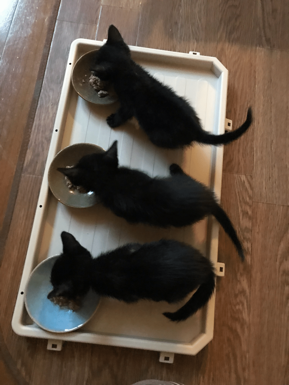 黒猫感謝の日 あずあず Note