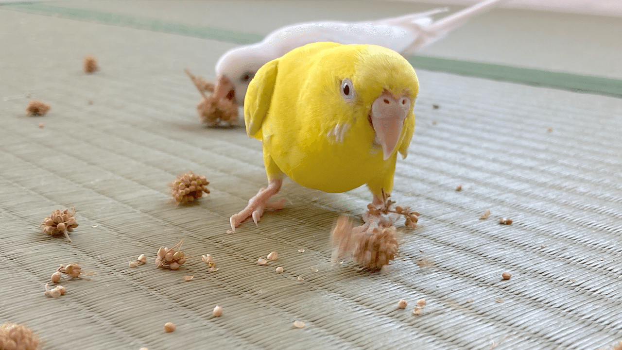 4羽と飼い主の自己紹介 インコまるけ Note 4羽と飼い主の自己紹介 インコまるけ Note