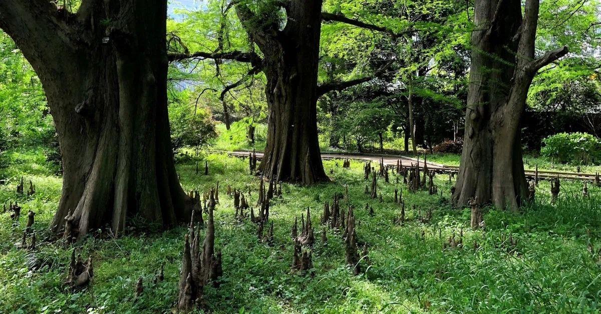 画像17